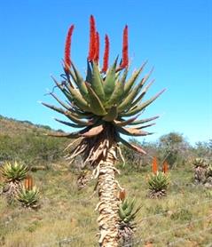 آلوئه فروکس